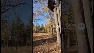 Dog Chases Bear Up Tree #aigenerated #crazymoments #bear #dog #treeing #wildlife #animalshorts