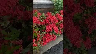 DO YOU KNOW THAT AFRICAN FLOWERS ARE THE BEST #africa #africanculture