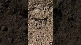 Dragonfly&rsquo;s vs Hornet