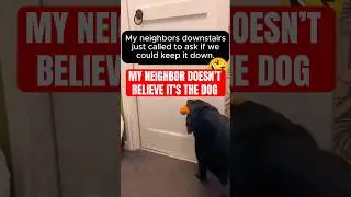 Why My Dog's Behavior is Putting Me at RISK of Being EVICTED!
