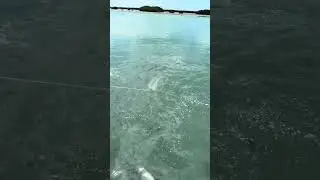 10/10 perfect cast net throw for 1000s of baits! #fishing #fish #castnetfishing