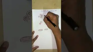 Staphylococcus Bacteria Mizo tawnga hrilhfiah na. Part-5