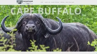 Dallas real estate executive killed by buffalo during South African hunting safari