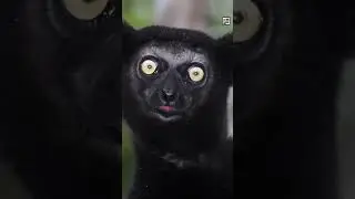 Quick Indri Facts - The Near-tailless Rhythmist - Animal a Day I Week #shorts