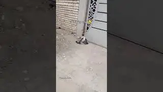 $wait for  and  cat😢