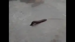 Leech movement in my street
