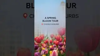 A Spring Bloom Tour 🌸📍Chicago Suburbs
