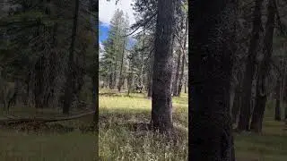 Out in the wild #comment #nature #subscribe #hiking #usa #america