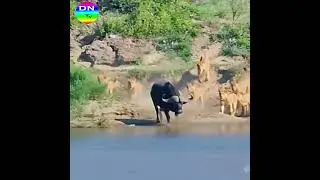 The Buffalo&rsquo;s Desperate Stand #animals #wildtv #panda #wildlife #animalworld #wildanimals #cute