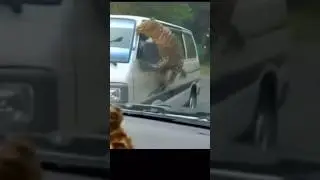 Leopard attack tourist van #animals #shortsvideo #crazy