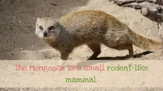 15 Facts You May Not Know About Mongoose