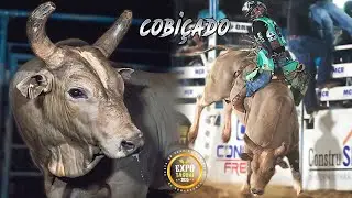 Touro COBIÇADO na Expo Taguaí 2025 🐂💥 Etapa Ekip Rozeta