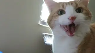 Meowing Cat Demands Love