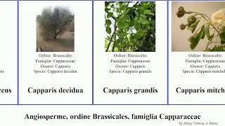 Angiosperme, ordine Brassicales, famiglia Capparaceae capparis boscia magna grandis angustifolia