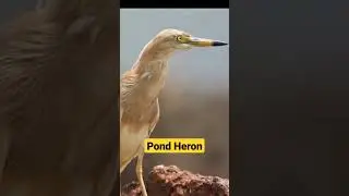 Pond Heron