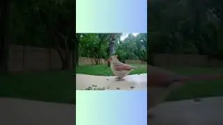Birds eating seeds 😍 Relaxing Videos - Real Sound