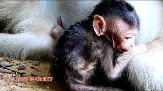 Pity newborn monkey, Newborn very hungry, Newborn can not find milk, Very black hair monkey
