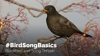 #BirdSongBasics - Blackbird and Song Thrush