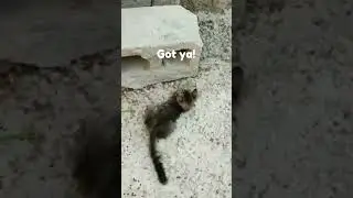 Epic Cat Chase Ends in Hilarious Surprise Pounce  Funny Cats Playing to Chill Music