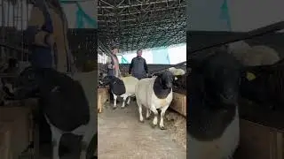 Dorper qochqorlarimiz chorvador fermamizda toshken 940444444