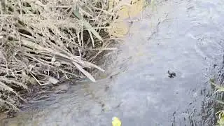 Quacky Races 2025 Grand Finale