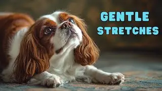 Senior Dog Stretching Routine | Improve Flexibility & Mobility with Canine Conditioning