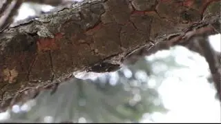 thelope.com - T. pruinosus cicada calls (10-08-16 003.MOV)