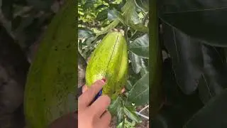 Big Avocado #avocado