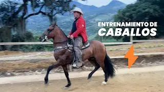 EDUCAR CABALLOS para luego EXIGIRLOS.