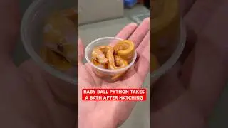 Детёныш королевского питона купается после вылупления😍🔥🐍