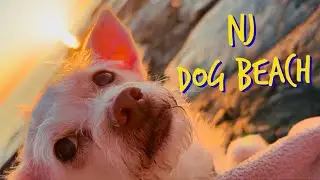 Dog Beach in New Jersey with Minimal Rules!!!