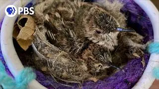 Hummingbird Rescue: Baby Twins
