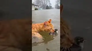Heroic Cat Leaps Into Flood to Save Tiny Bird! 🐈 Rescue Mission #HeroCat #AnimalRescue #Wholesome