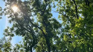 The Summer Cicadas of Northern Missouri | Ambient Sounds for Sleep, Study, and Meditation