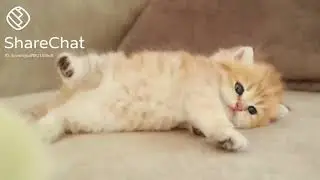 💥&copy;&ucirc;t&egrave; &acirc;&ntilde;&iacute;m&aring;ls ❤️🐈🐣