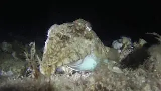 Nocturna con Yeray Malta Fortizza reef