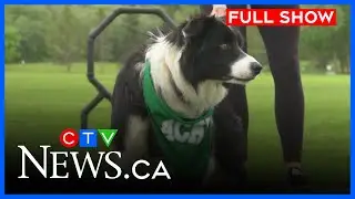 Edmonton looking at changes to animal bylaw | CTV News Edmonton at Five for Aug. 11, 2025