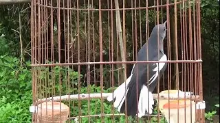 324. Choè than mái mồi hót kích trống lên lửa cực nhanh sau thay lông phần 4 | Quyền Choè Than