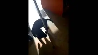 puppystyle