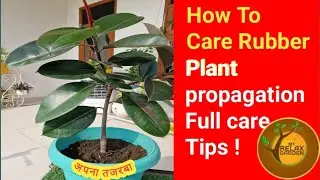 How To Care Rubber plant //Propagation Full Care Tips