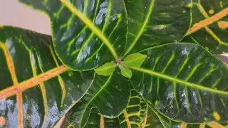 Кротон или кодиум Петра - пересадка и уход за листьями. Croton or Peter's codium -  care of leaves.