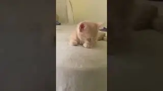 Good morning I&rsquo;m still sleepy.😴🩷 #fypシ゚viral #cat #youtubeshorts #cute #MsBubbles#sleeplessness