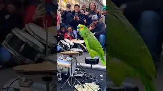 Parrot Performs INSANE Drum Solo on a USA Street &mdash; Crowd Absolutely Loses It!