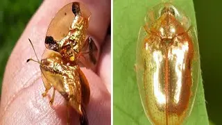 The Golden Tortoise Beetle: Nature&rsquo;s Shiny, Shape-Shifting Insect!