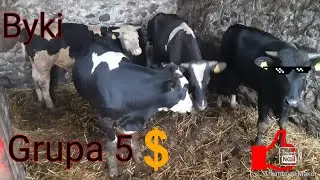 🔥🔥Byki🔥🔥Grupa 5 . Opasy mieszańce Simental Simentaler Hf  limusine