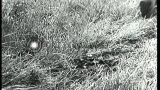 US 90th Infantry Division soldiers advance under cover near St. Jores, France dur...HD Stock Footage