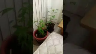 Killer Green Tomatoes 🌿 and the Marijuana incident, String theory, and a Catalytic converter. USA