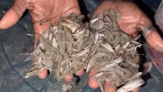 night fishing video 2023 ~ amazing village boy Shrimp fishing the using hand with nets fishing