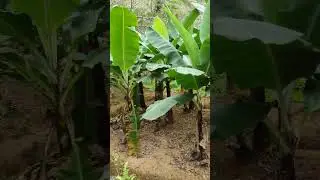g nine bana farming /banana farming /4k status / Full screen status /whatsappstatus  /koraput