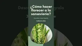 secreto para que tu sansevieria florezca #plantas #jardineria #jardin #gardeningtips #plants #garden
